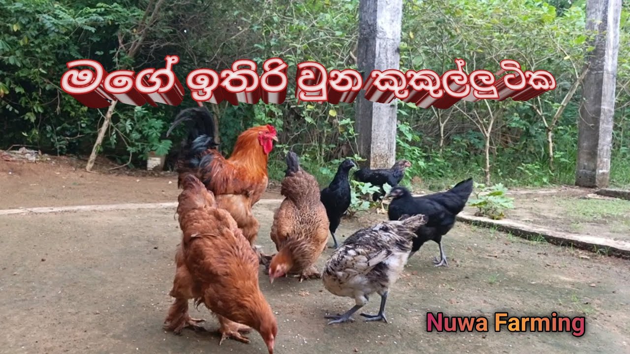 මගේ ඉතිරි වුන කුකුල්ලු ටික🐔👌