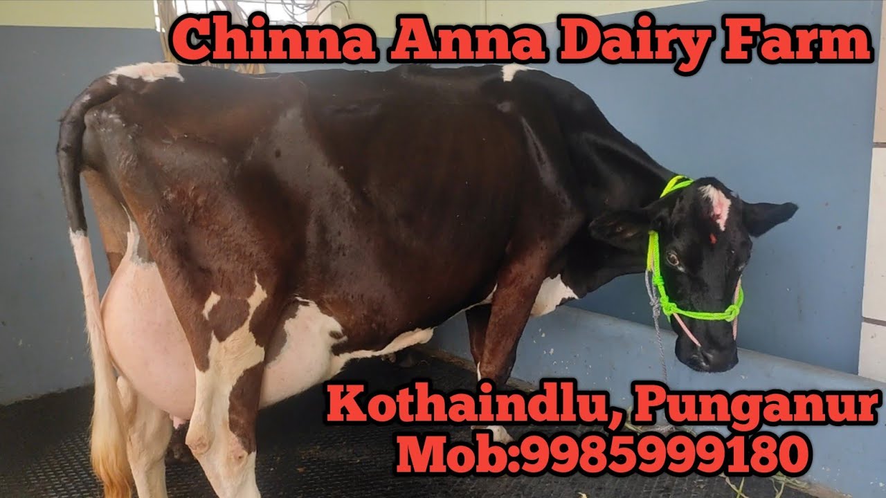 Chinna Anna Dairy Farm // Kothaindlu, Punganur, Mob: 9985999180 //