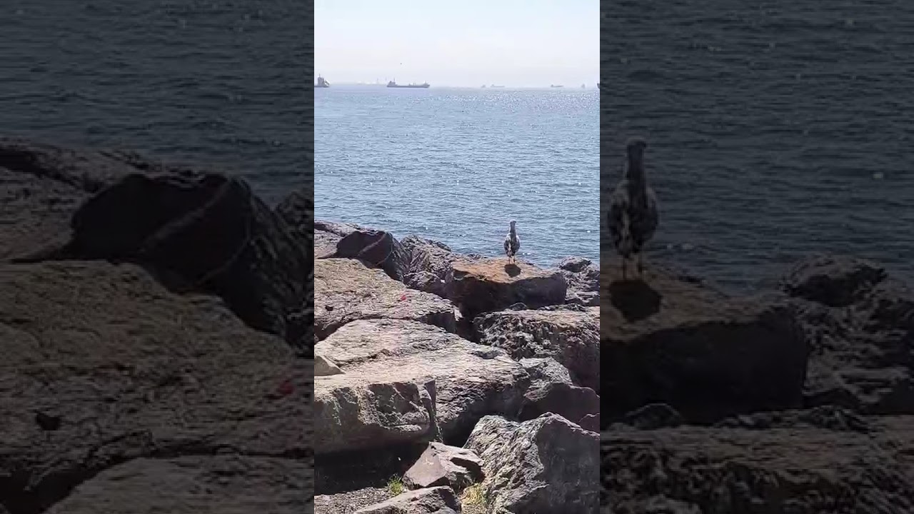 #deniz