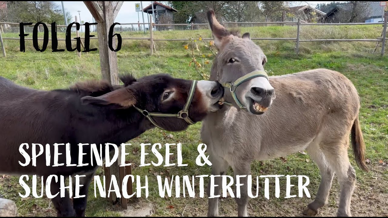 Spielende Esel und Suche nach Winterfutter - Folge 6
