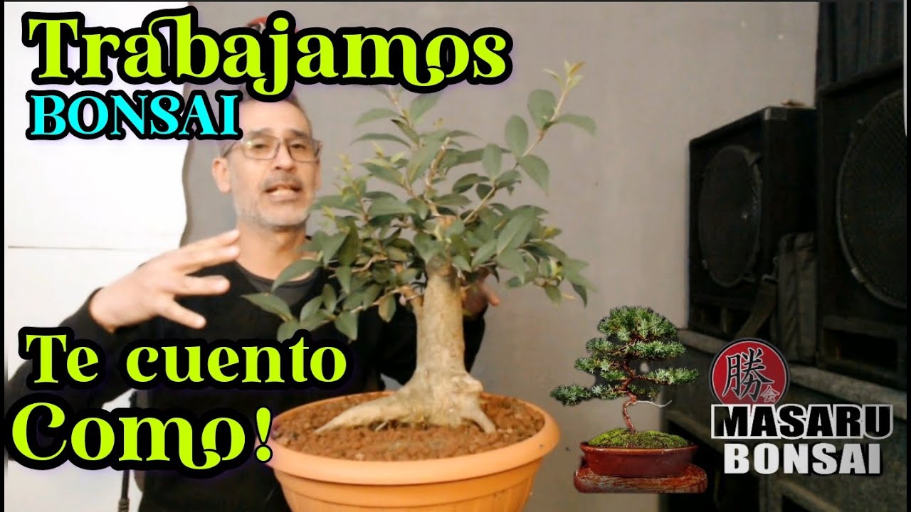 COMO EMPEZAR UN BONSAI - DISEÑO DE SIEMPRE VERDE