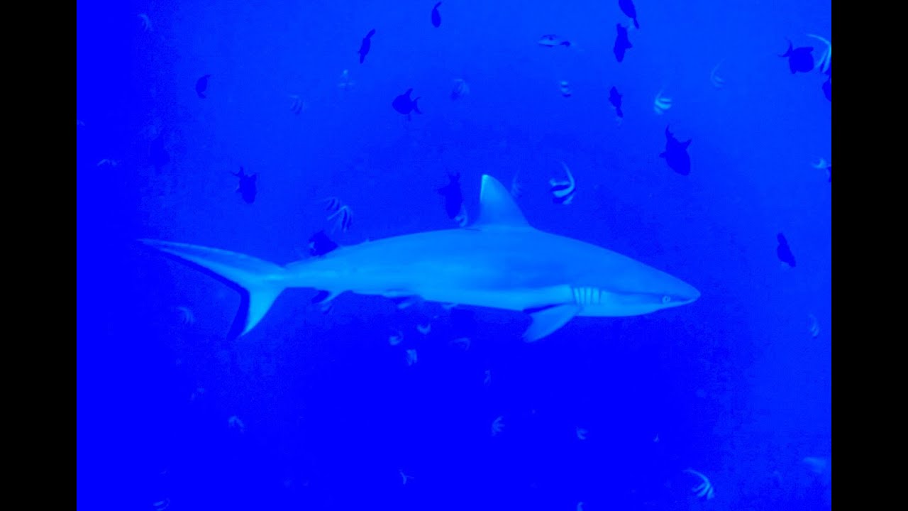 Tauchsafari Malediven 2016 Nautilus One