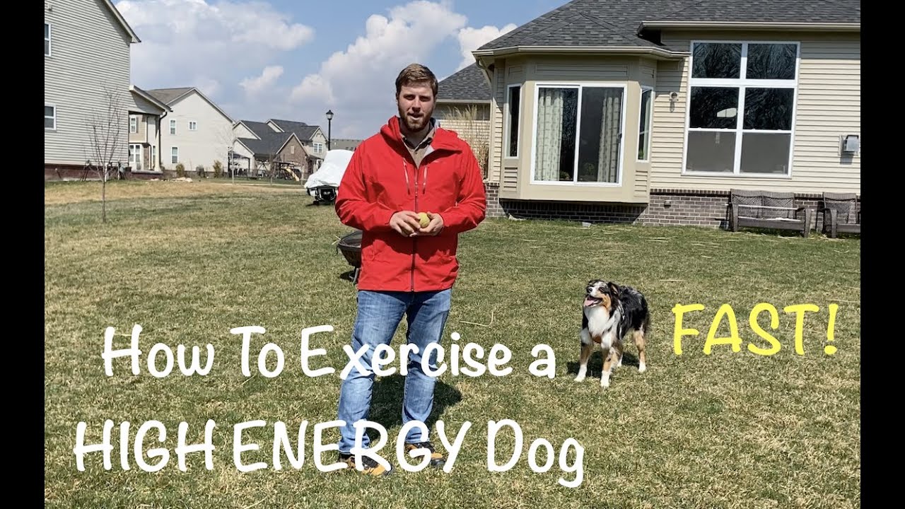 How To Exercise a High Energy Dog FAST- Two Ball Fetch Method