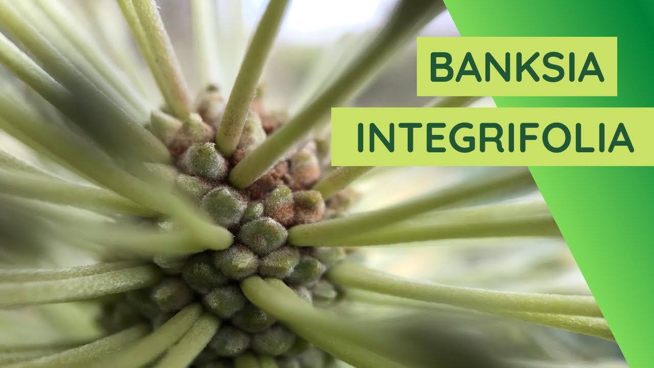 Banksia integrifolia, Australian tree (Coast Banksia, Honeysuckle Banksia or White Banksia)