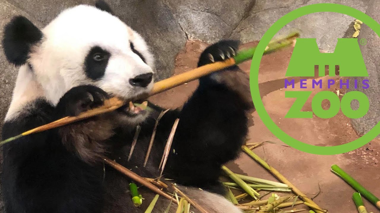 Memphis Zoo Tour & Review with The Legend