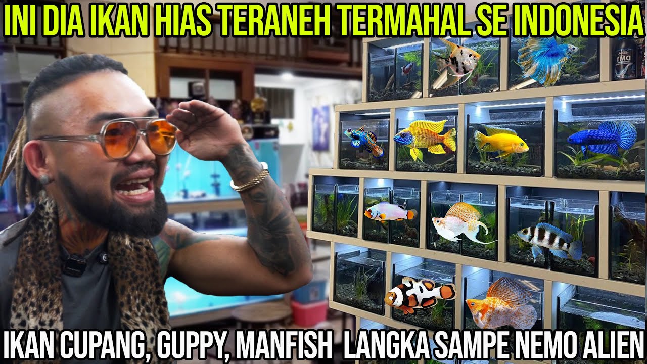 INI DIA IKAN HIAS TERANEH TERMAHAL SE INDONESIA. IKAN CUPANG, GUPPY, MANFIS LANGKA SAMPE NEMO ALIEN.
