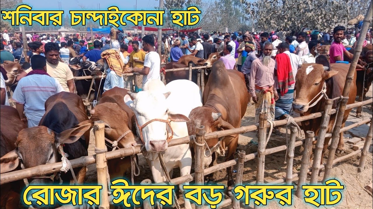 রোজা ঈদের বড় গরুর হাট // শনিবার চান্দাইকোনা হাট // দেশি ষাঁড় বড় গরুর হাট //আজকের গরুর বাজার /////