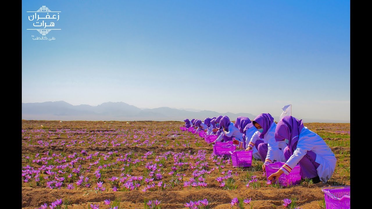 Herat Saffron(R): Pioneer Saffron Exporter of Afghanistan
