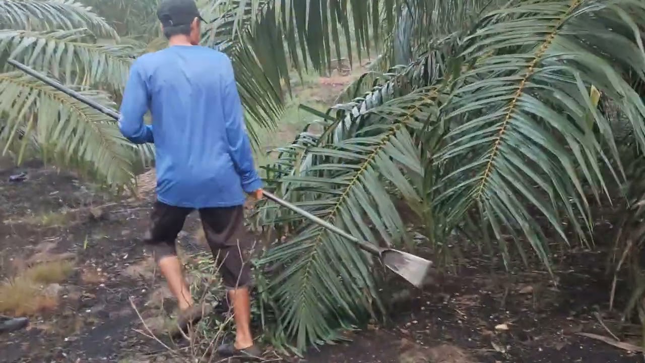 Panen sawit varietas unggul Verdant select