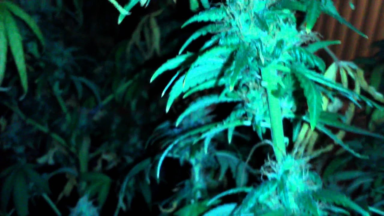 Gigabud before I cut her down