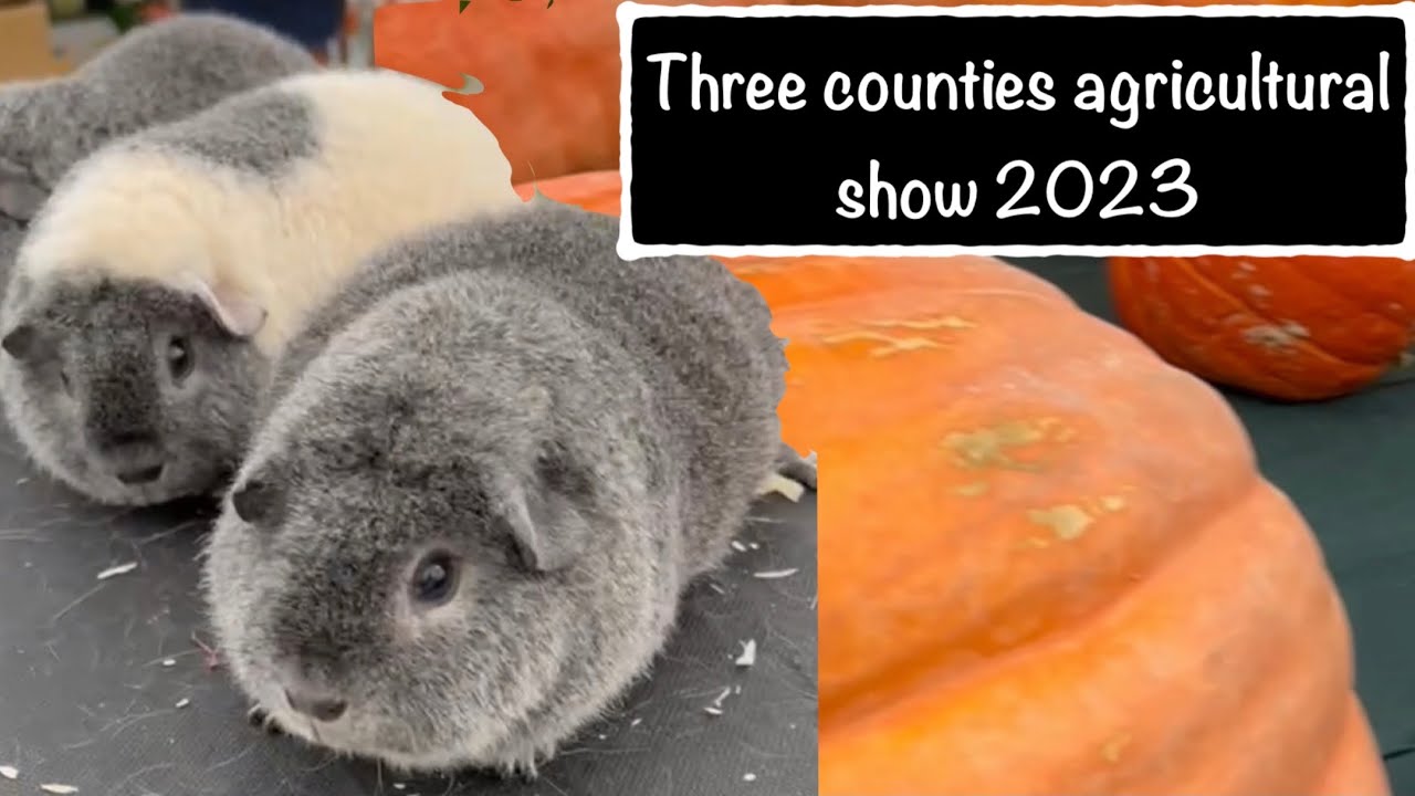 The Three Counties Agricultural Show 2023 - judging guinea pigs and a great day out with the family