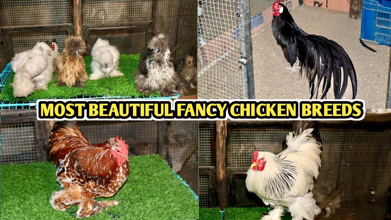 Most Beautiful Fancy Chicken Breeds At BK Farm