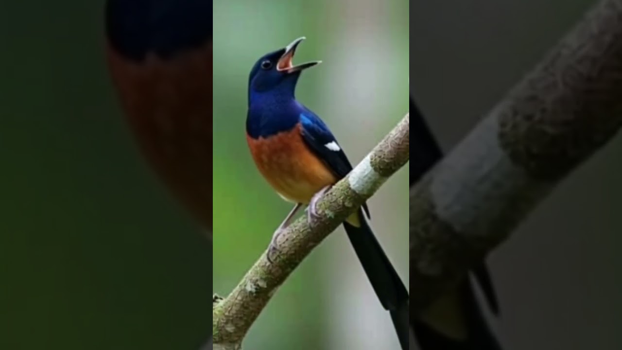 masteran murai batu medan