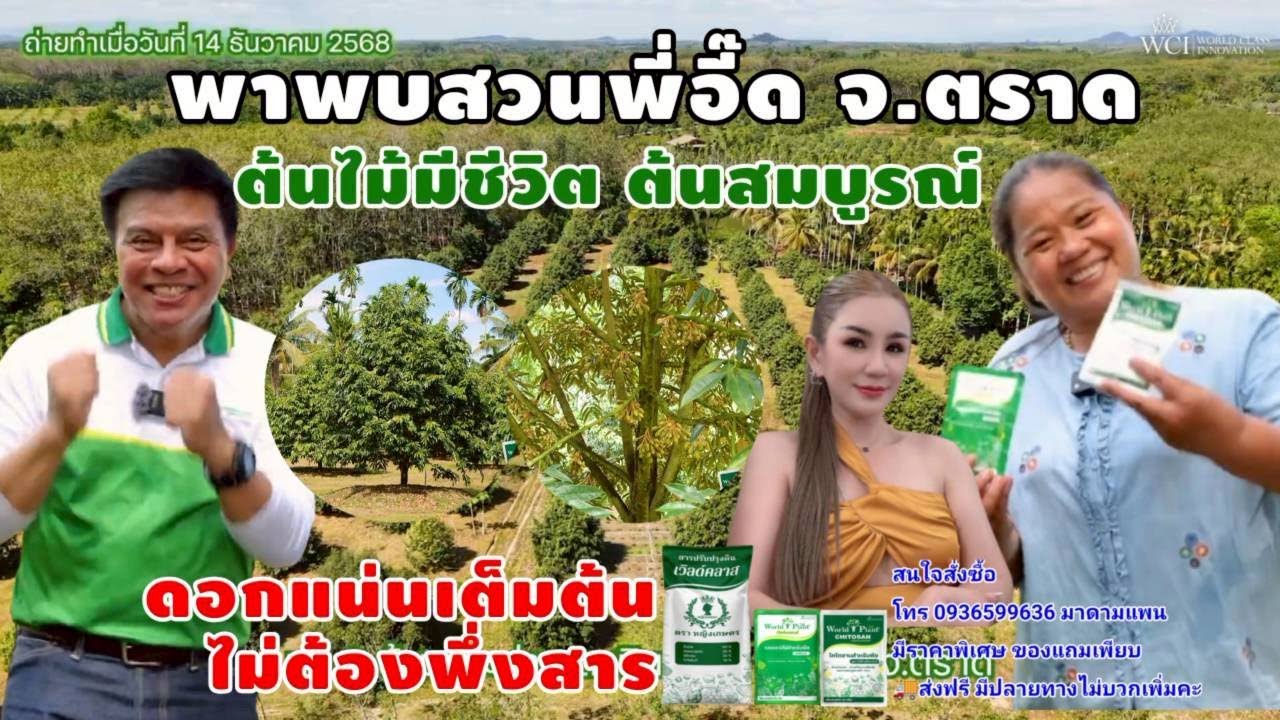 สามเกลอเวิลด์แพลนท์ ต้นไม้สมบูรณ์มีชีวิต ดอกแน่นเต็มต้น โดยไม่ต้องพึ่งการวางสาร ที่สวนพี่อี๊ด จ.ตราด