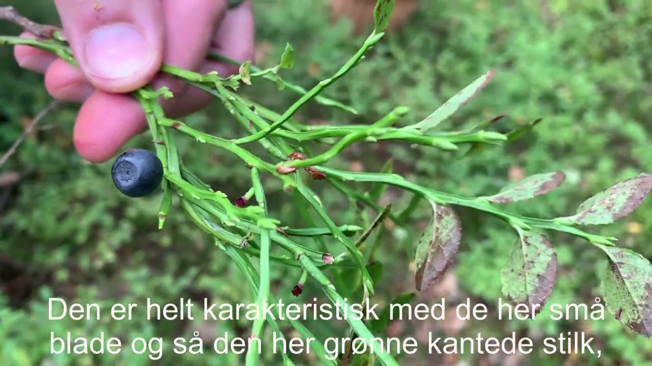 Plantagenyt - Bl&aring;b&aelig;r