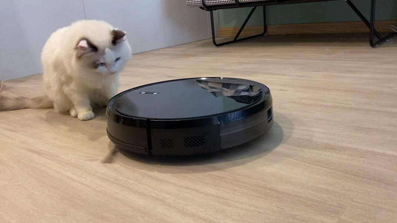 When Dudu first met the ZOOZEE robot vacuum