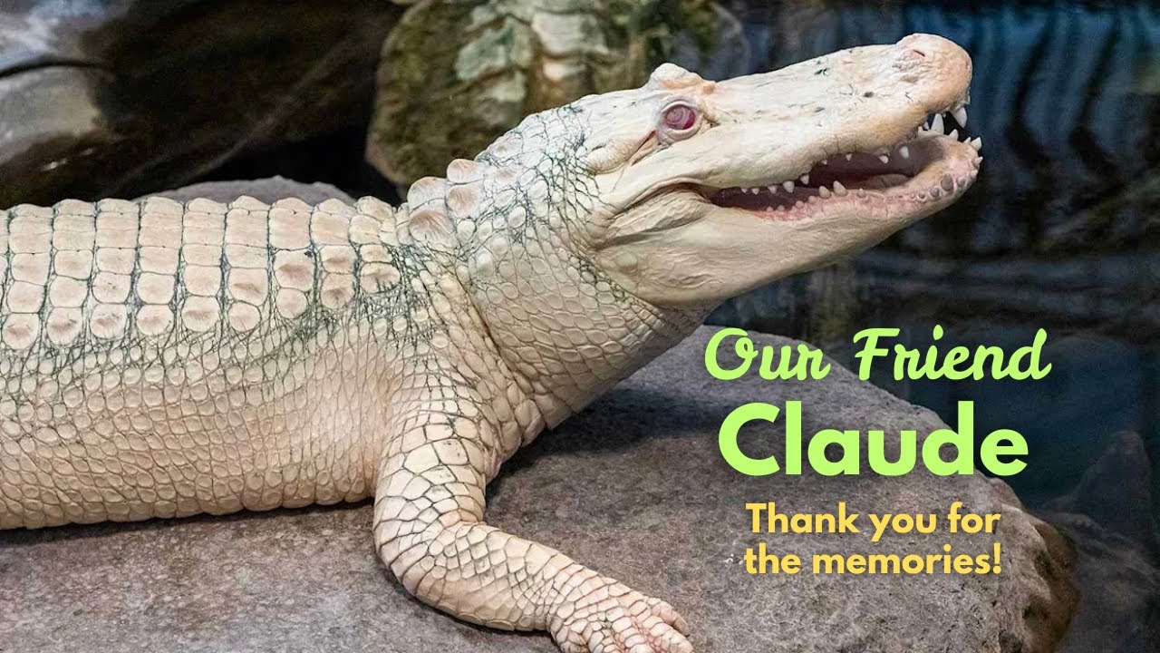 Our Friend Claude - A tribute song to Claude the Albino Alligator