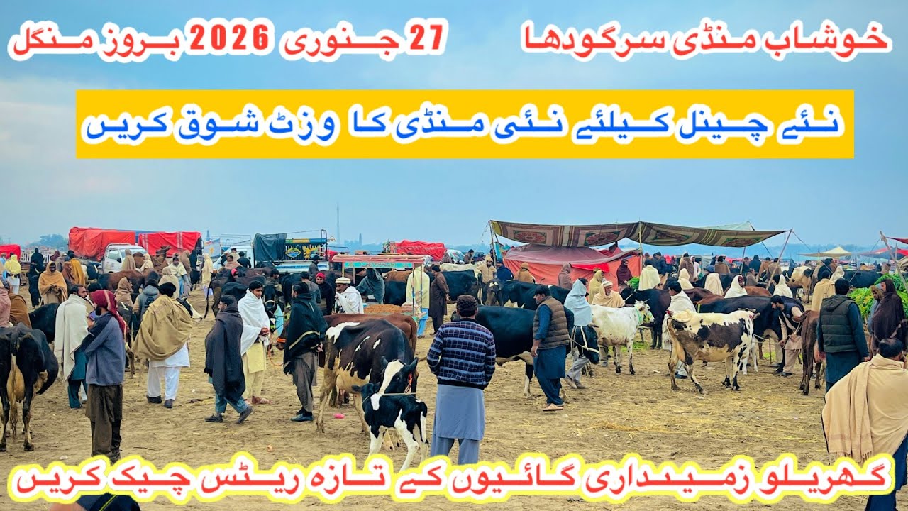 Kushab Mandi Sargodha | Cows Fresh Rates And Updates | Top Class Cows For Sale | 27 January 2026