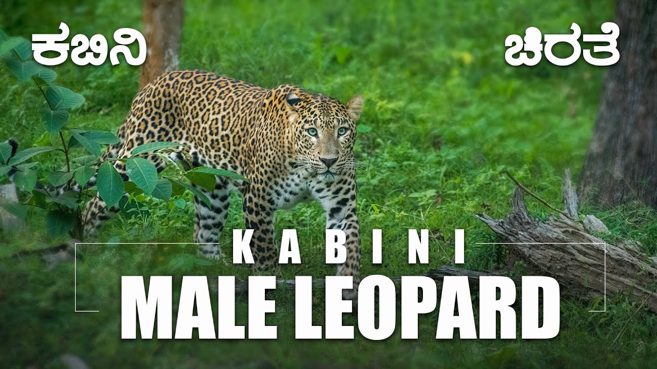 Male Leopard - Nagarahole Tiger Reserve - Kabini #kabini #Nagarahole #leopard  #Wildlife #forest