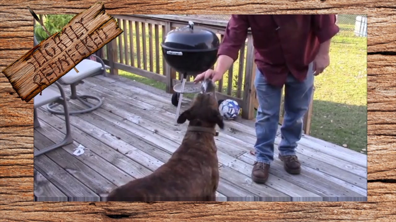 Feeding Quail Eggs to Dogs: The SR Quail Update 10-24-16