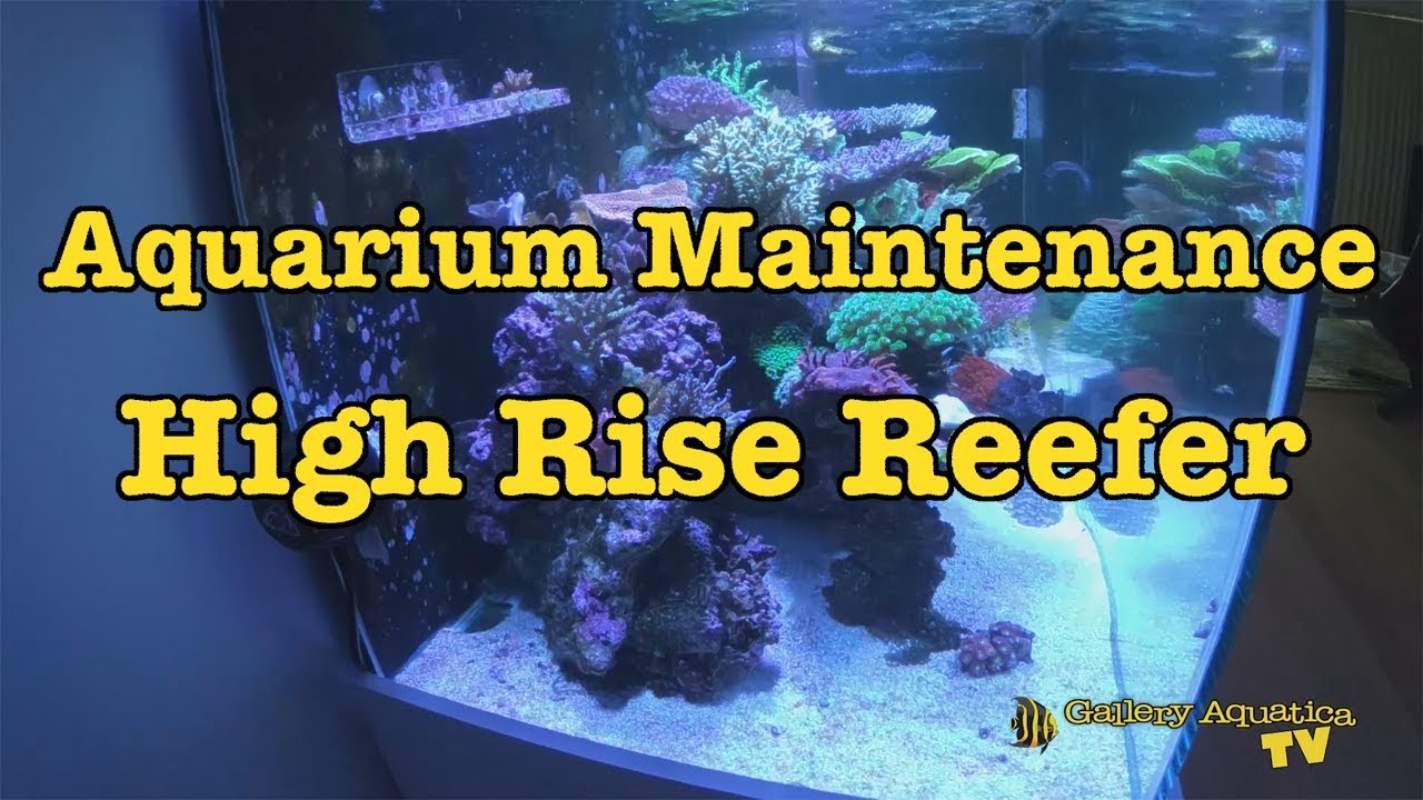 Aquarium Maintenance: High Rise Reefer --- Gallery Aquatica TV