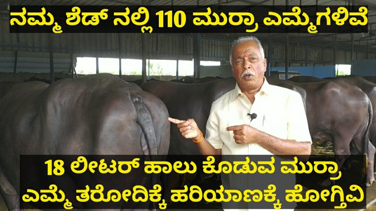 ಹರಿಯಾಣದಿಂದ ಹೆಚ್ಚು ಹಾಲು ಕೊಡುವ ಮುರ್ರಾ ಎಮ್ಮೆಗಳನ್ನು ತರುತ್ತೇವೆ