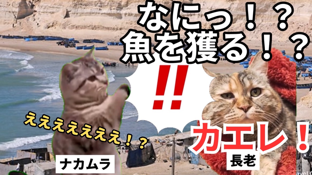 【親日の絆】アレを獲って日本を好きになった国モーリタニア#猫マニ #猫ミーム