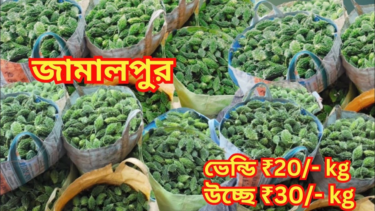 হাটে প্রচুর পরিমাণে উচ্ছে ভেন্ডি ঝিঙের আমদানি এবং দাম আনেক সস্তা। Wholesale Vegetable Market Kolkata