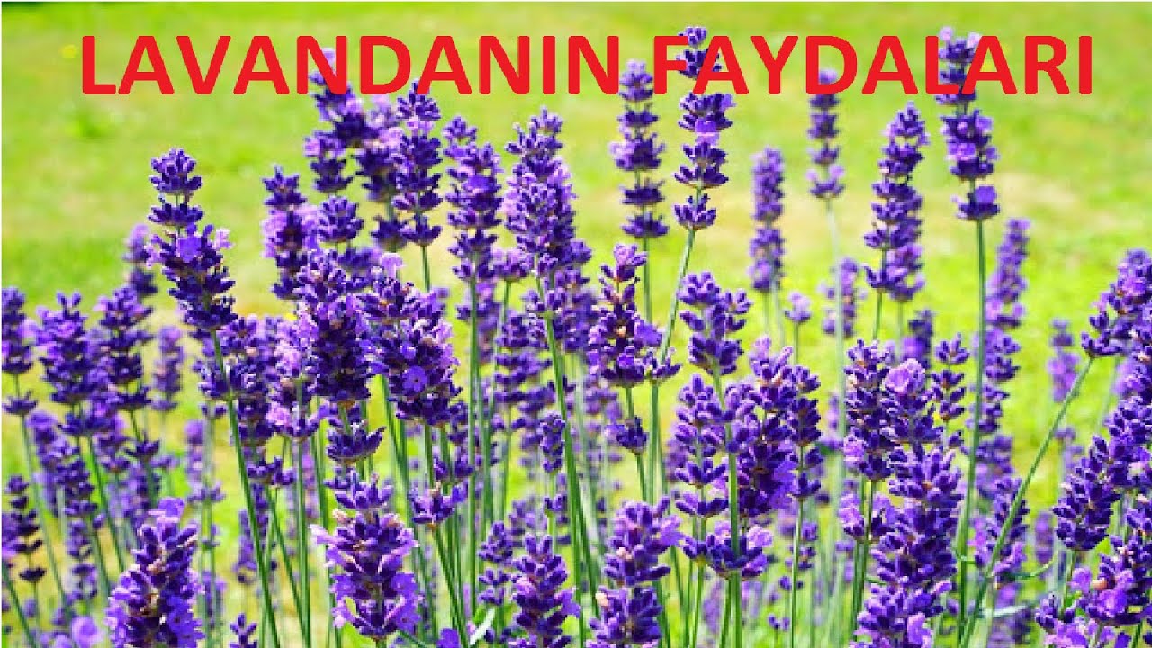 Lavanda (Karabaş Otu) Faydaları - Sakitləşdirici və Yuxu Nizamlayıcı