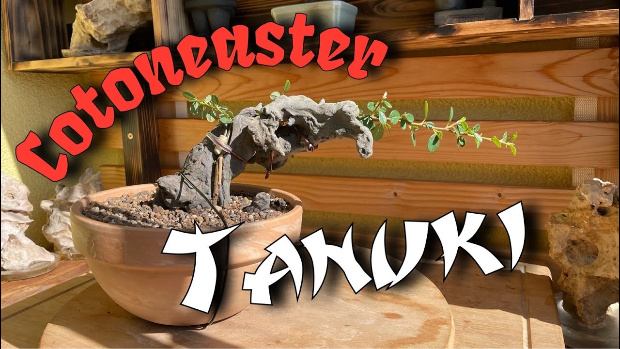 Zwergmispel Tanuki Bonsai