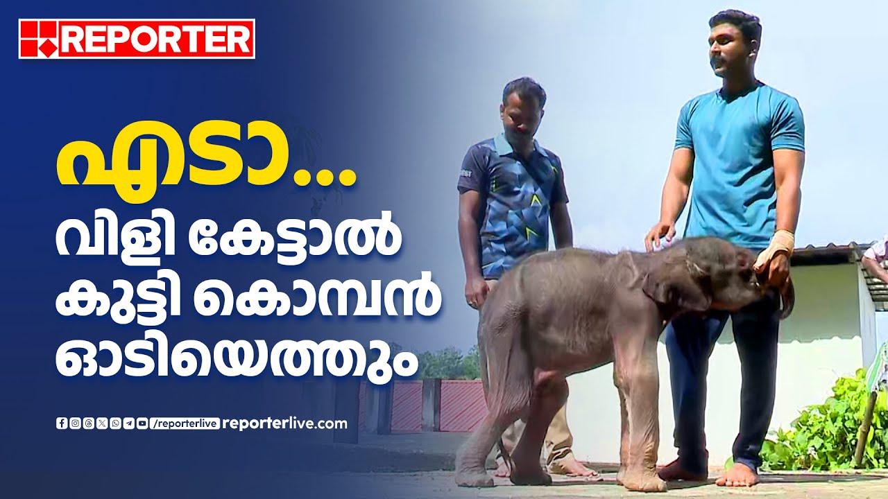 പ്രസവിച്ച് മണിക്കൂറുകൾക്കുള്ളിൽ അമ്മയിൽ നിന്ന് വേർപെ‌ട്ടു, ഇപ്പോൾ സ്നേഹത്തണലിൽ | Elephant