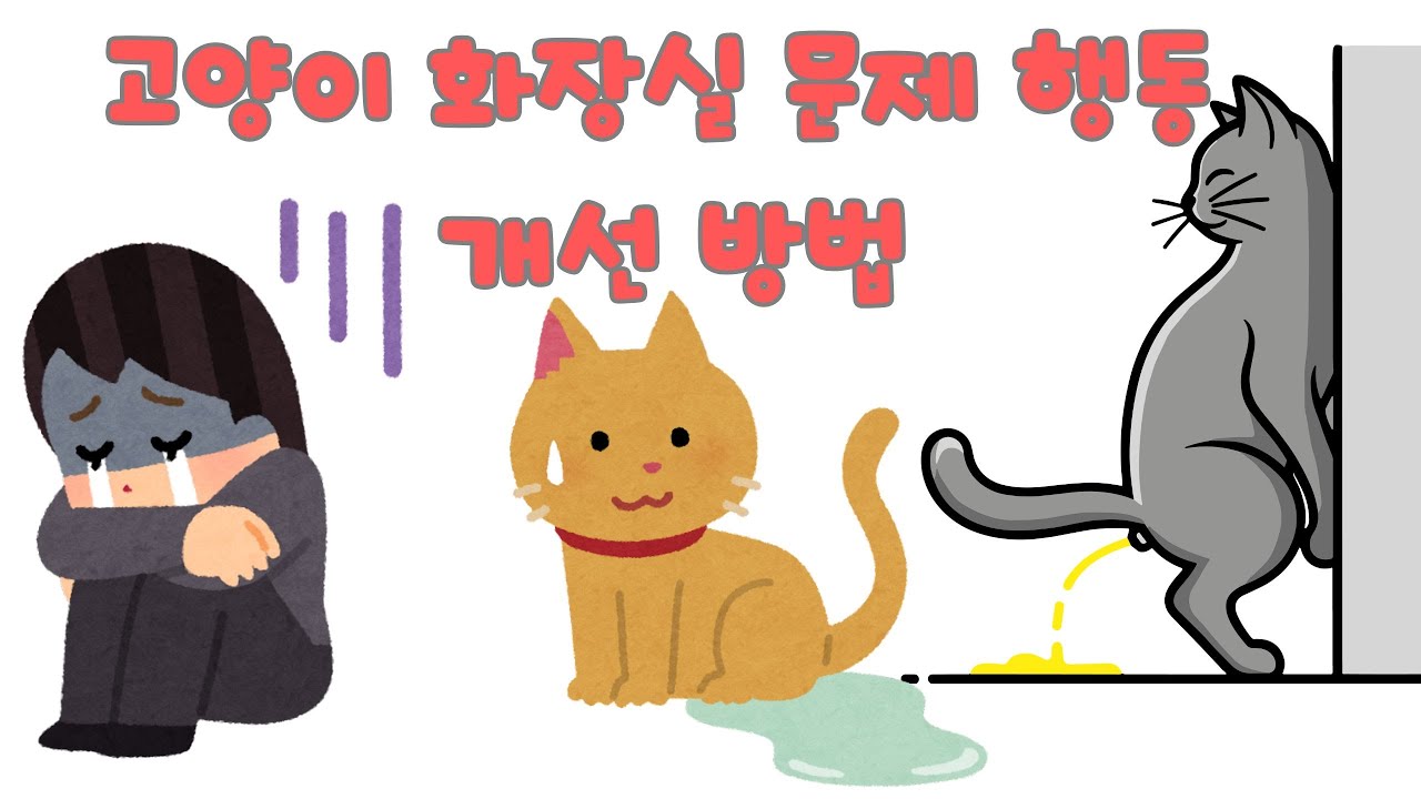 고양이 화장실 문제행동 개선 방법
