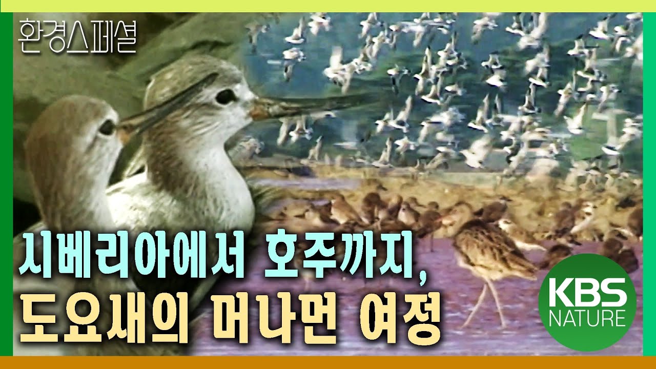 시베리아에서 호주까지, 도요새의 머나먼 여정 [환경스페셜-최초추적, 도요새 1만km의 여로] / KBS 19990616 방송