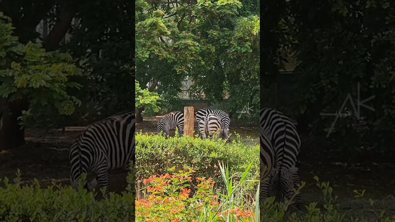 bannerghatta zoo In  bangalore 😍