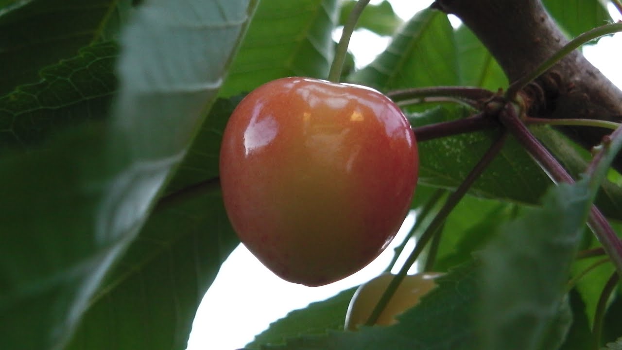 El cerezo - Prunus avium