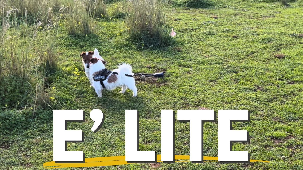Come far smettere di litigare due cani.