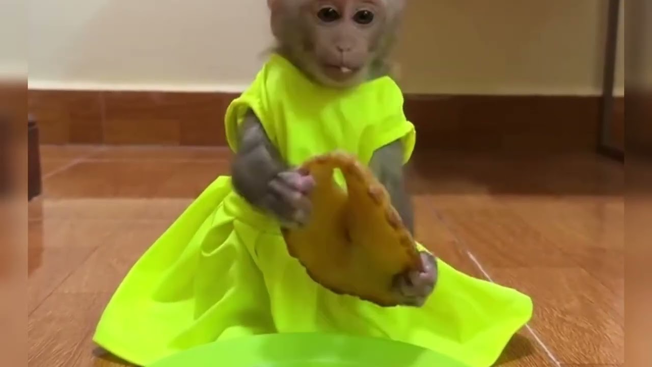 Funny Monkey Videos Ep37#lovely #cute #adorable #newborn #animals  #obedient #monkey#cat #duet 