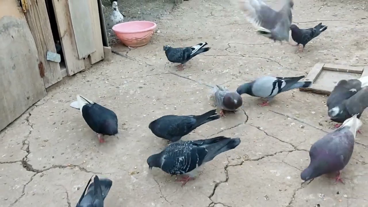 مطيار لوت رهيب 🤗 خليت الحمام يسبح 😊