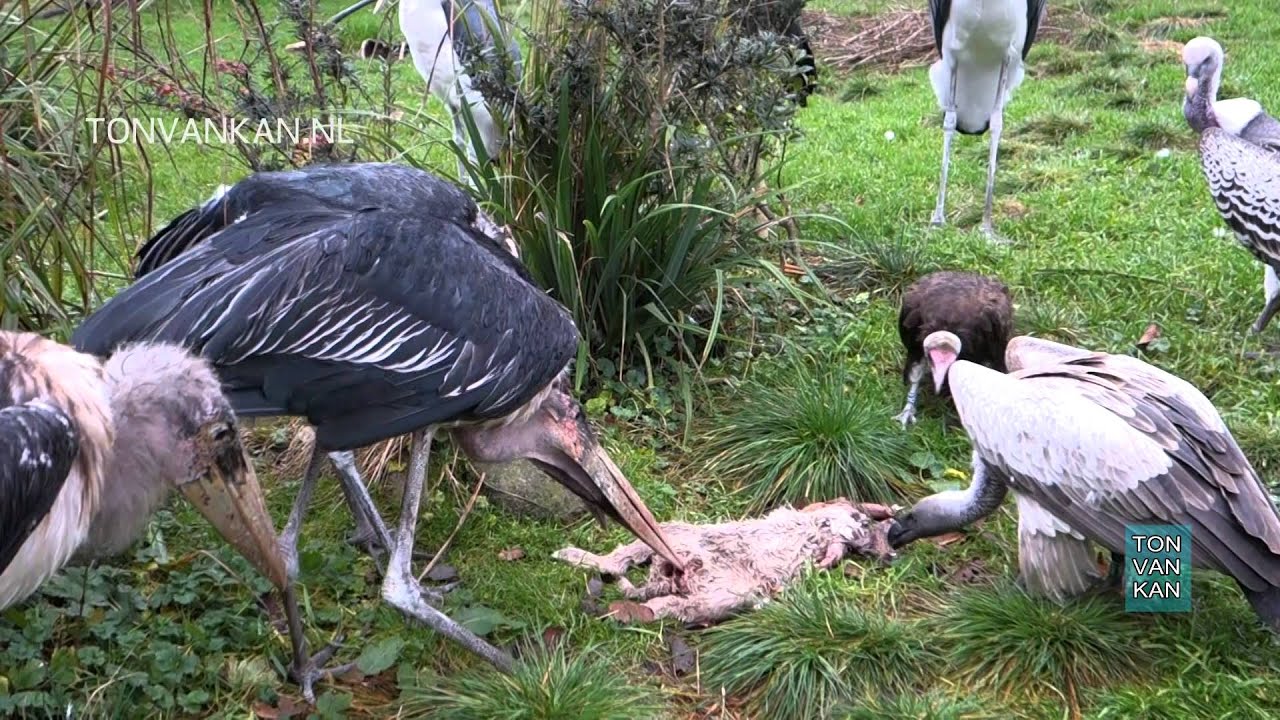ZOO DIERGAARDE BLIJDORP MARABOE vs GIER