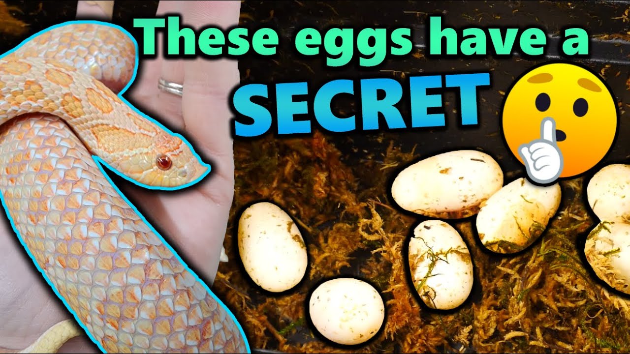 TWO Hognose Snakes Laid Eggs!!