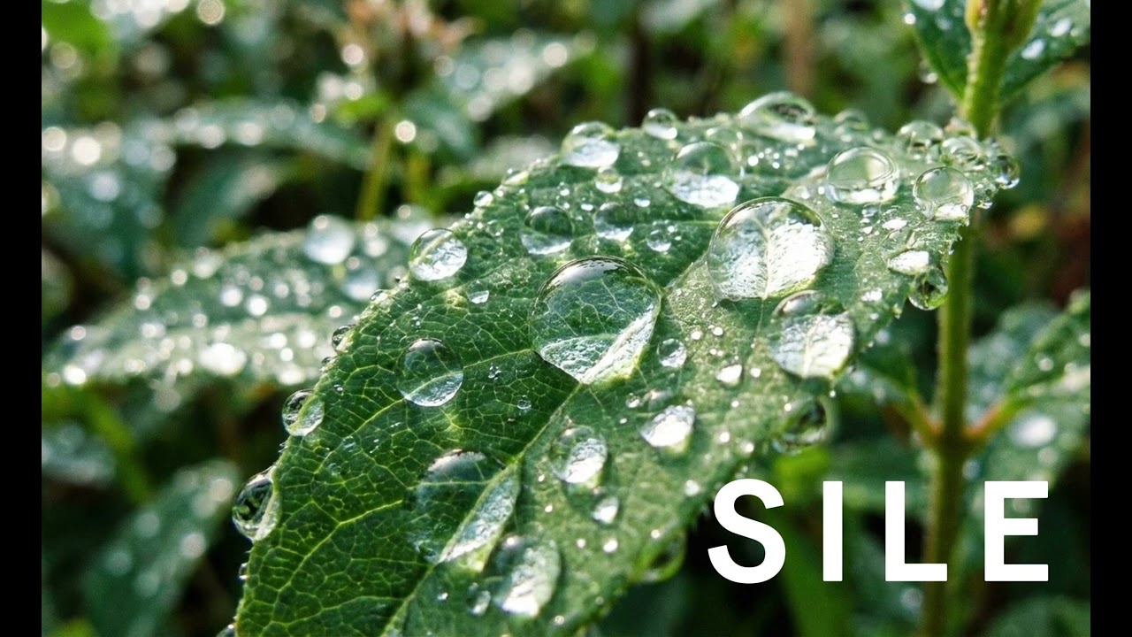 【Gentle Rain Sound｜SILE】雨雫の音__落ち着かない日に