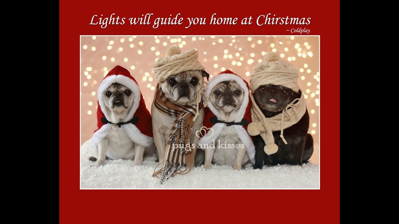 Pugs Cutest Christmas Photo Shoot