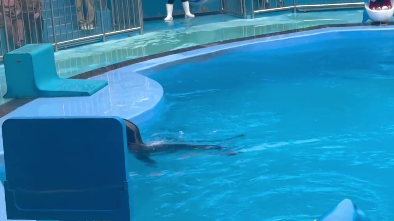 深圳小梅沙海洋世界一天遊