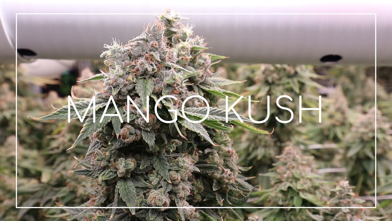 Harvest Day - Mac Dosi, Mango Kush, and more!