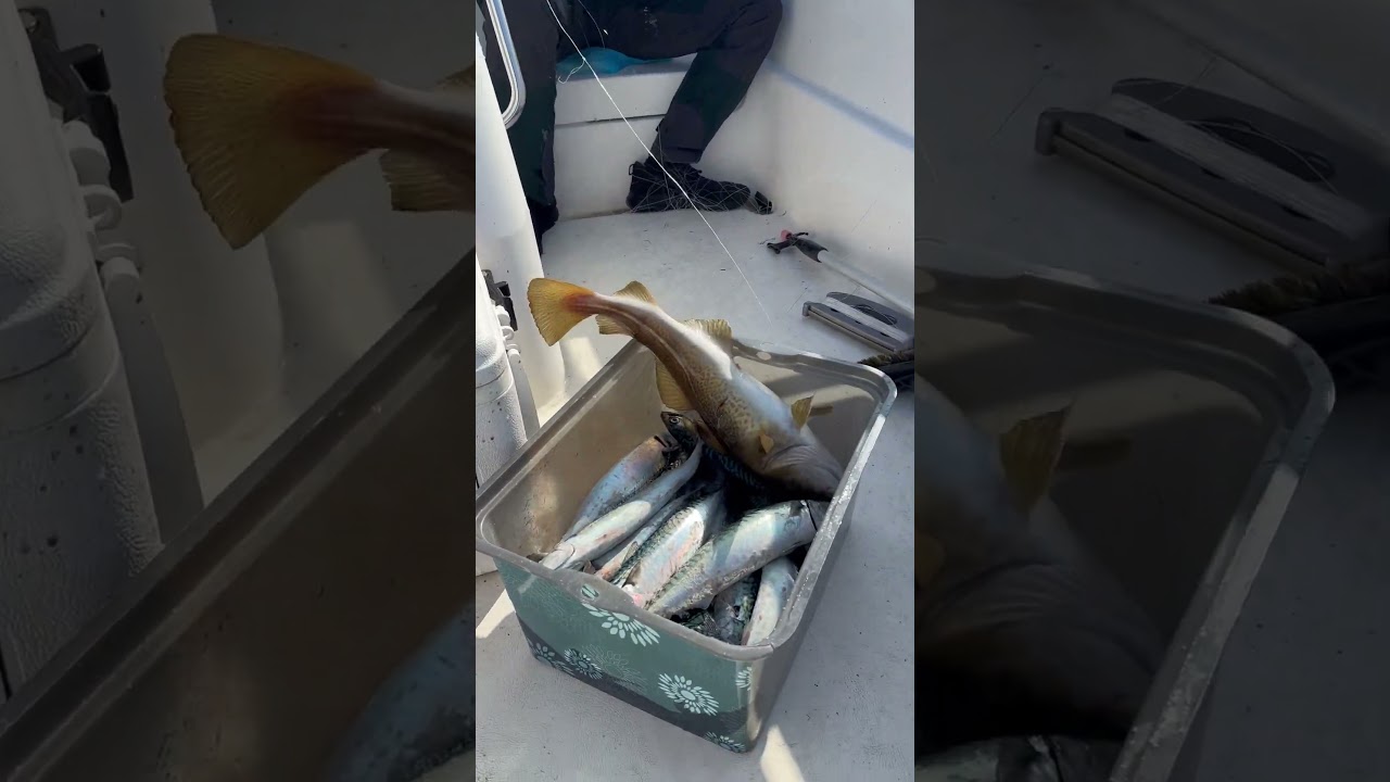 Fishing#mackerel#cod#shortvideo #bisayavlog #norway