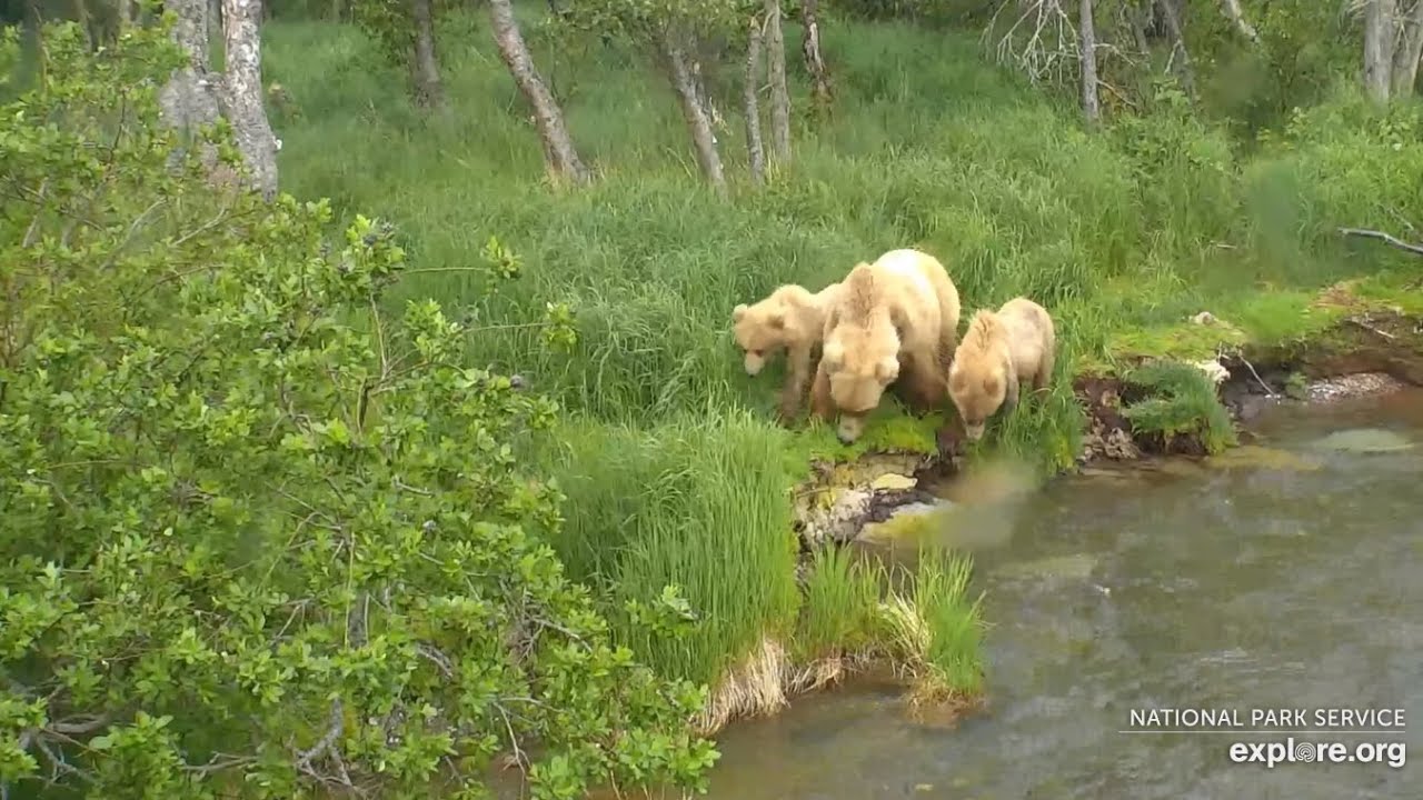 128 Grazer Family On the Riffles ~ 12:55 PM AKDT Explore.org/Katmai NPP