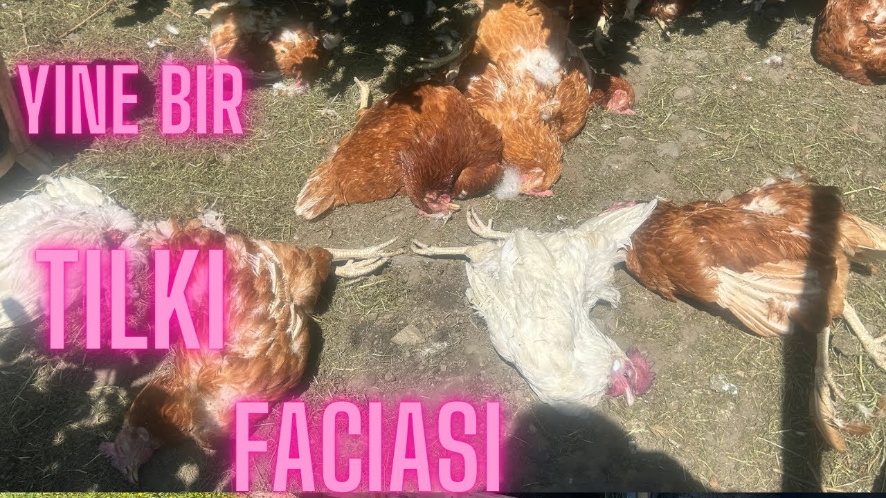 Yine Bir Tilki 🦊 Faciası Bütün Tavuklar EX oldu