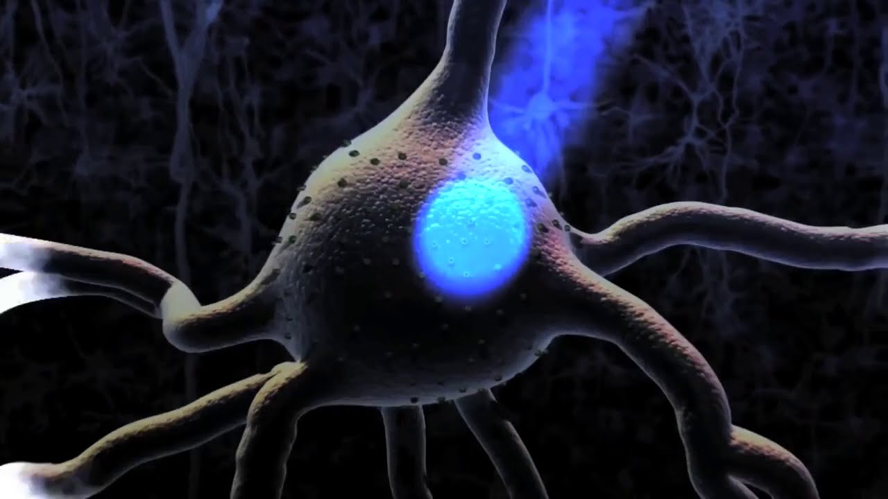 Neurons Neurotransmitters Nervous System And Brain 3D Animation - Instrumental Music Relax