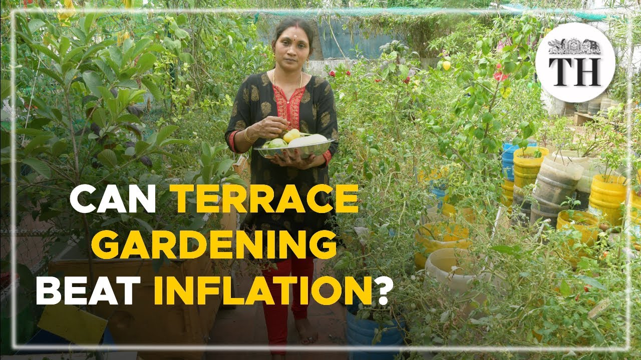 How are Chennai terrace gardeners beating inflation? | The Hindu