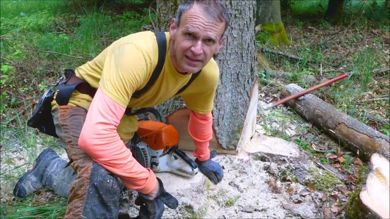 Forest job / Těžba smrk z podrostu - Stihl 261 a 462 #285